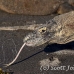 dragon_komodo_hsb_rinca_h_0966_kom2743.jpg